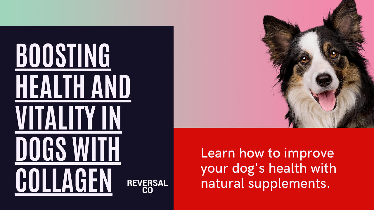 Boosting Health and Vitality in Dogs with Collagen – Reversal Co