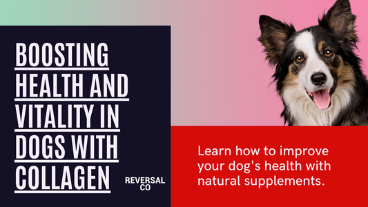 Boosting Health and Vitality in Dogs with Collagen
