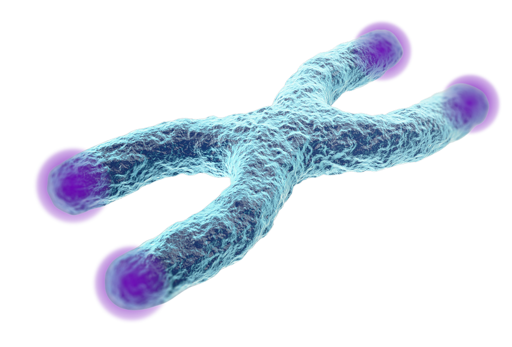 The Science of NMN and Telomeres