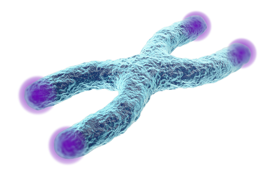 The Science of NMN and Telomeres